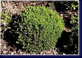 Calluna vulgaris - Foxii Nana, vřes 