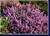Erica carnea Vivellii, vřesovec 