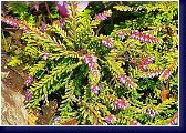 Calluna vulgaris Yellow Globe, vřes 