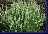 Calluna vulgaris Velvet Fascination, vřes, foto - www.plantsgallery.blogspot.com 