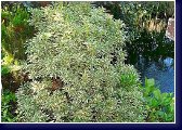 Pieris japonica Variegata - náš letitý exemplář pierisu 