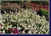 Erica carnea ve výsadbě 