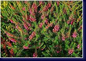 Erica vagans Mrs. D. F. Maxwell - vřesovec 
