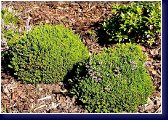 Foxii Nana, calluna vulgaris - kulovitě rostoucí vřes 