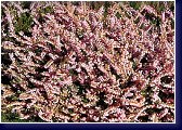 Calluna vulg.  Sister Anne, vřes 