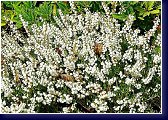 Calluna vulg. Kinlochruel - plnokvětý bílý kultivar vřesu 